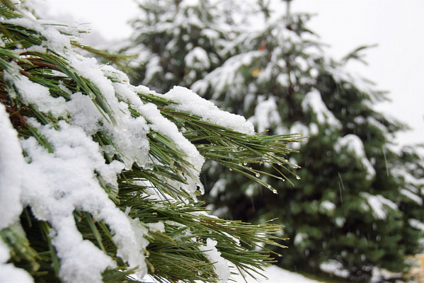    Фото: пресс-служба администрации города Сочи