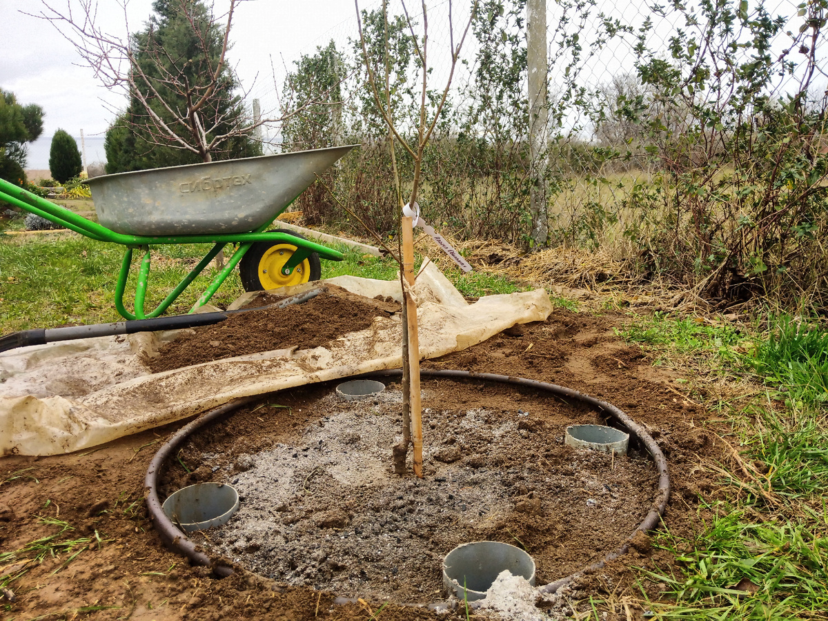 Новенький в моём саду. 