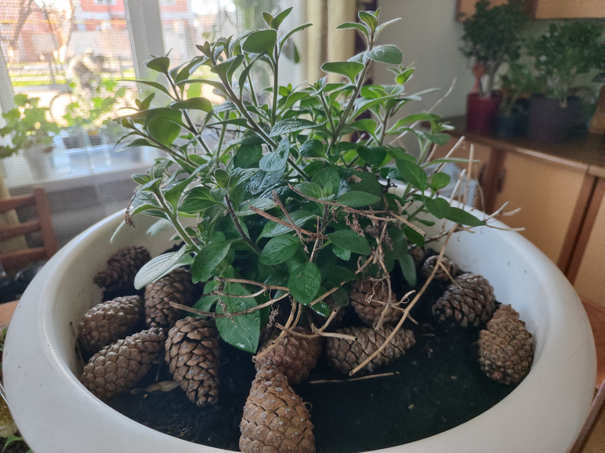 'эту петунию яя занесла в дом