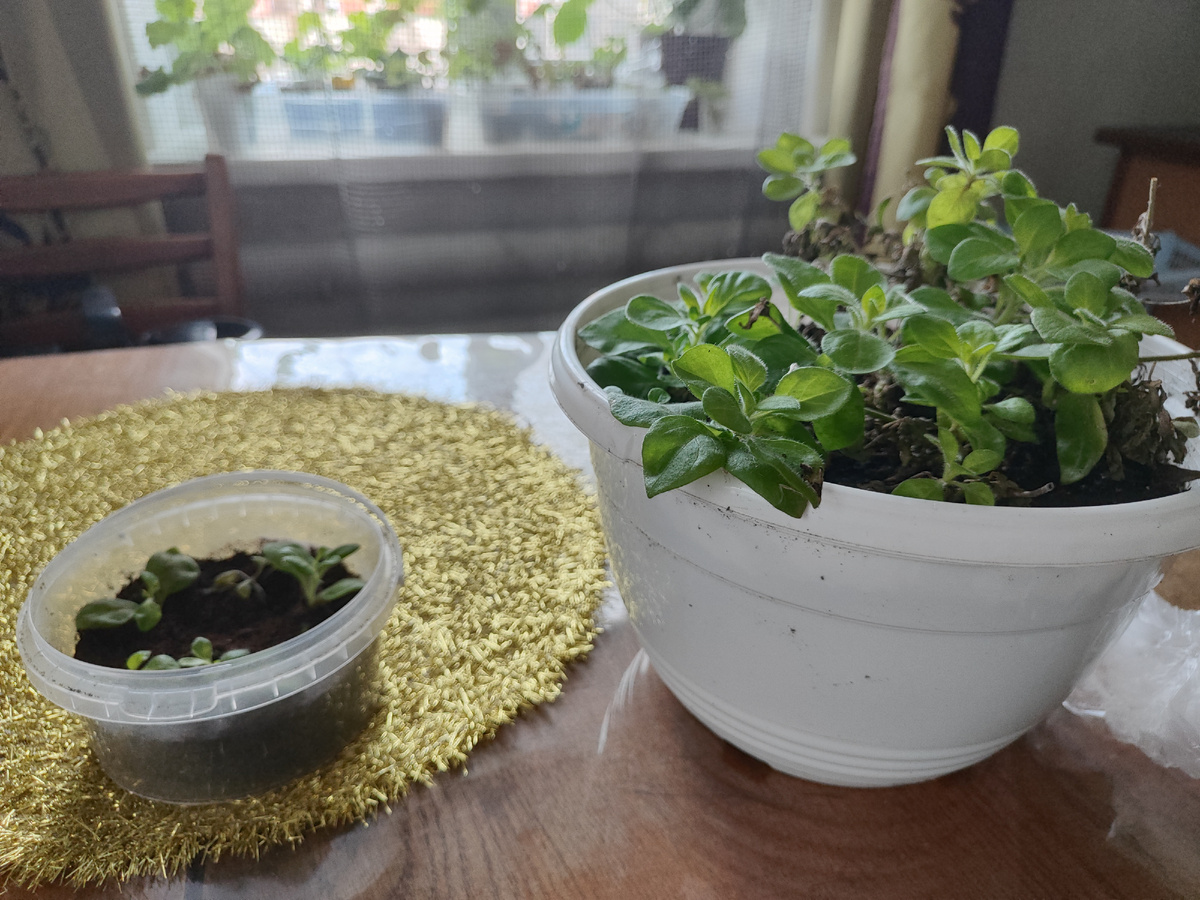 желтая ампельная с рынка