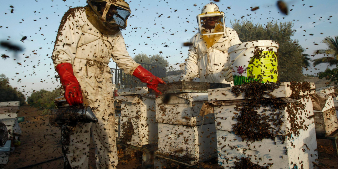 Афганистан: состояние пчеловодства в стране