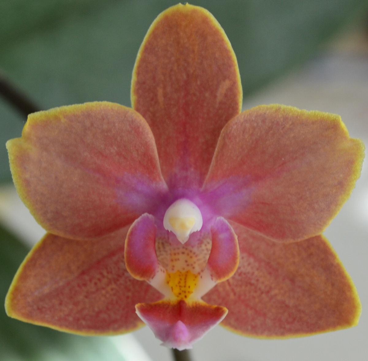 Вы только посмотрите на эти разноцветные неоновые всполохи!