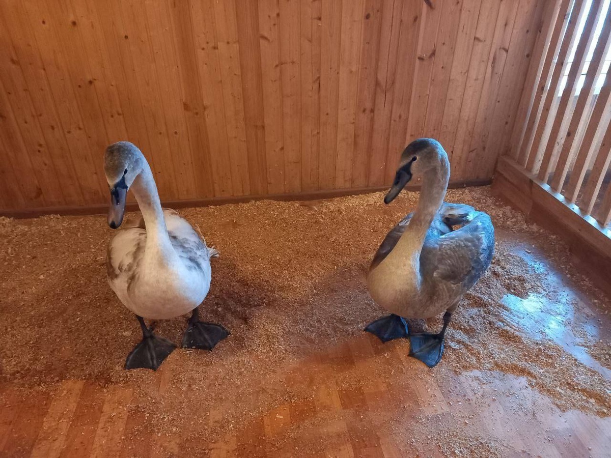    Фото из ТГ-канала Ивана Носкова