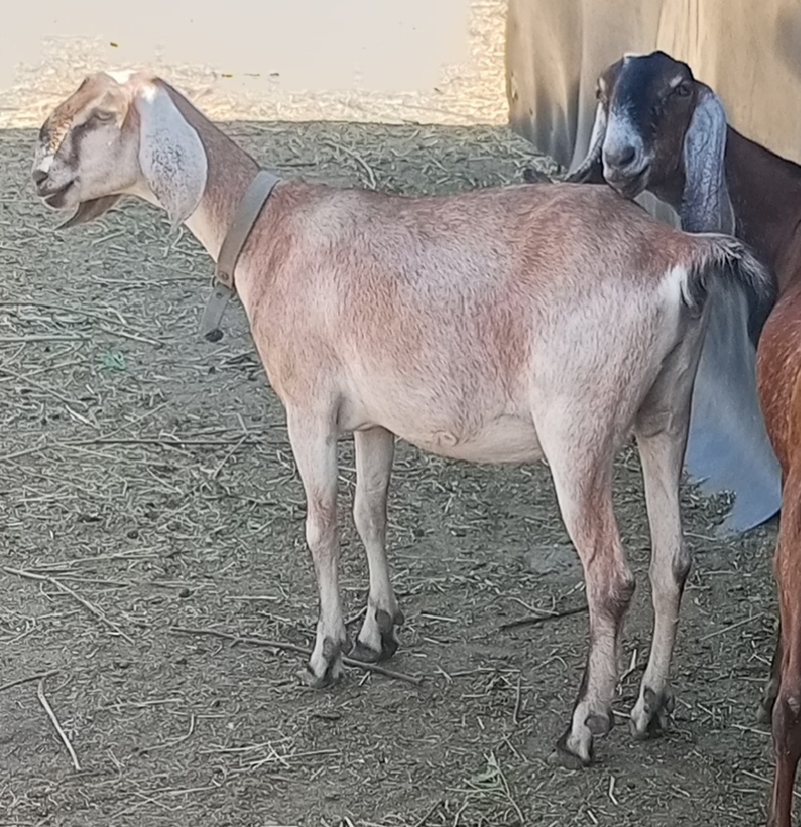 Куколка будет рожать первый раз, не знаю, кто больше нервничает, я или она.