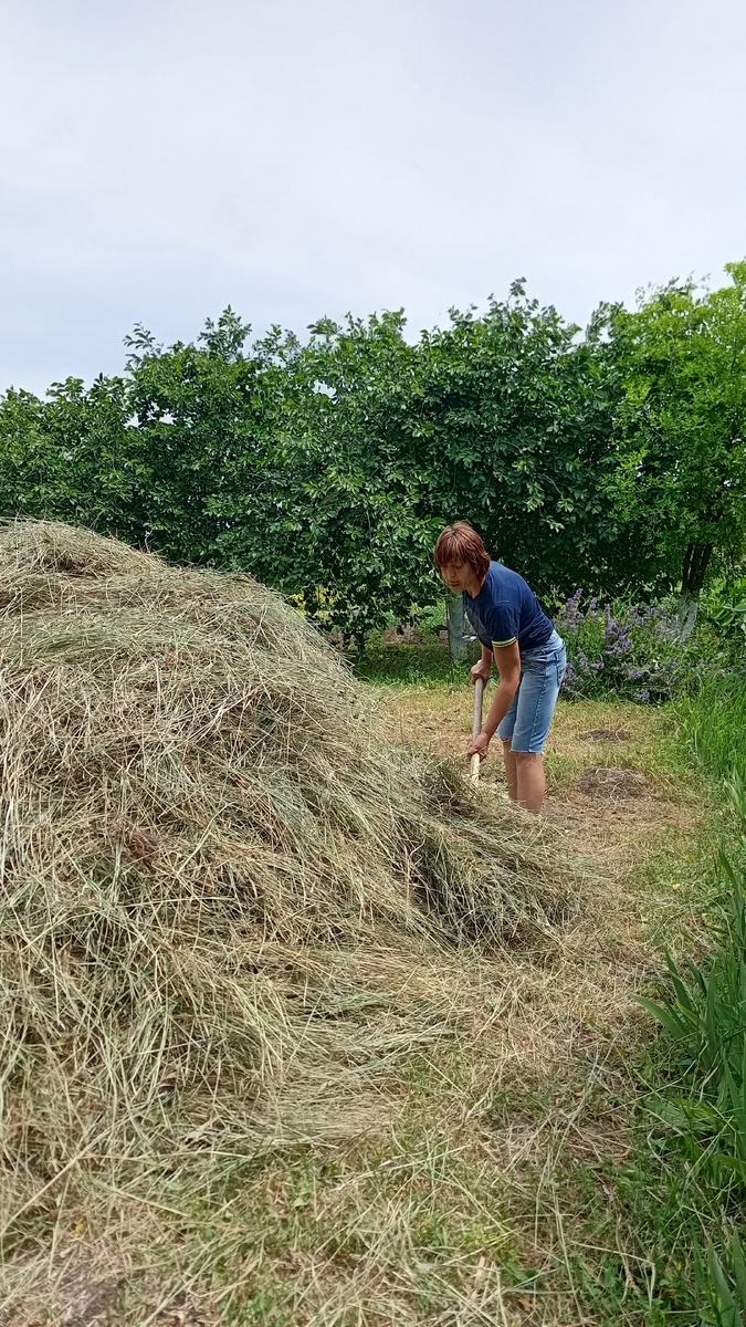 Заготовка сена летом
