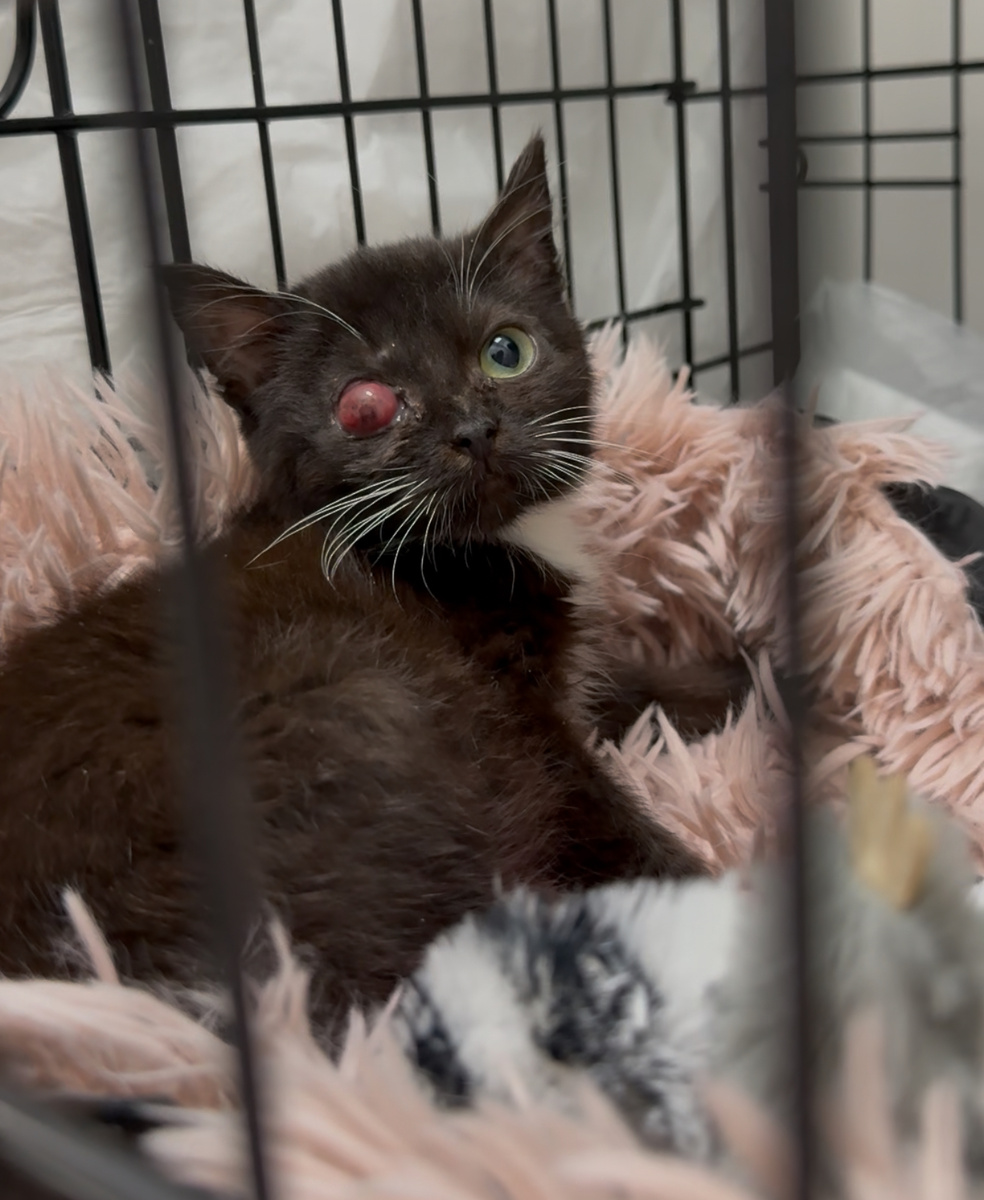 Варюшу пока спасают блокадами, в надежде избежать вмешательства 