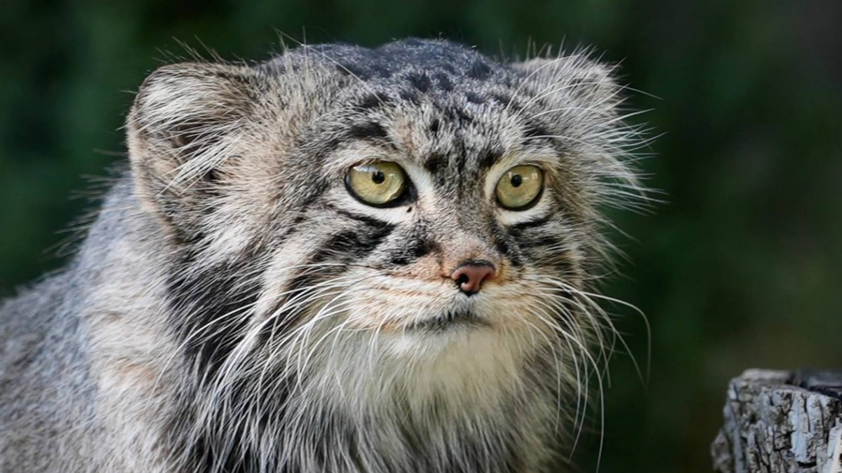    Манул Тимофей