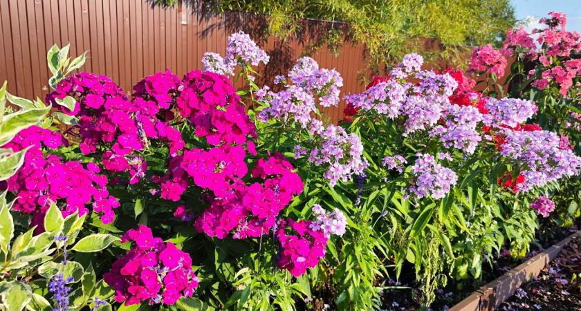    Фото usolie.info