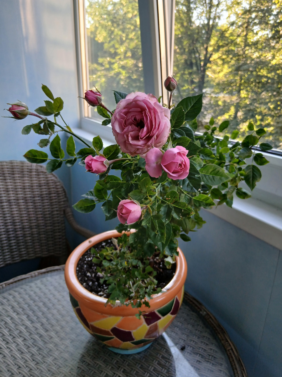 Роза Кордана, подаренная моими курсантами