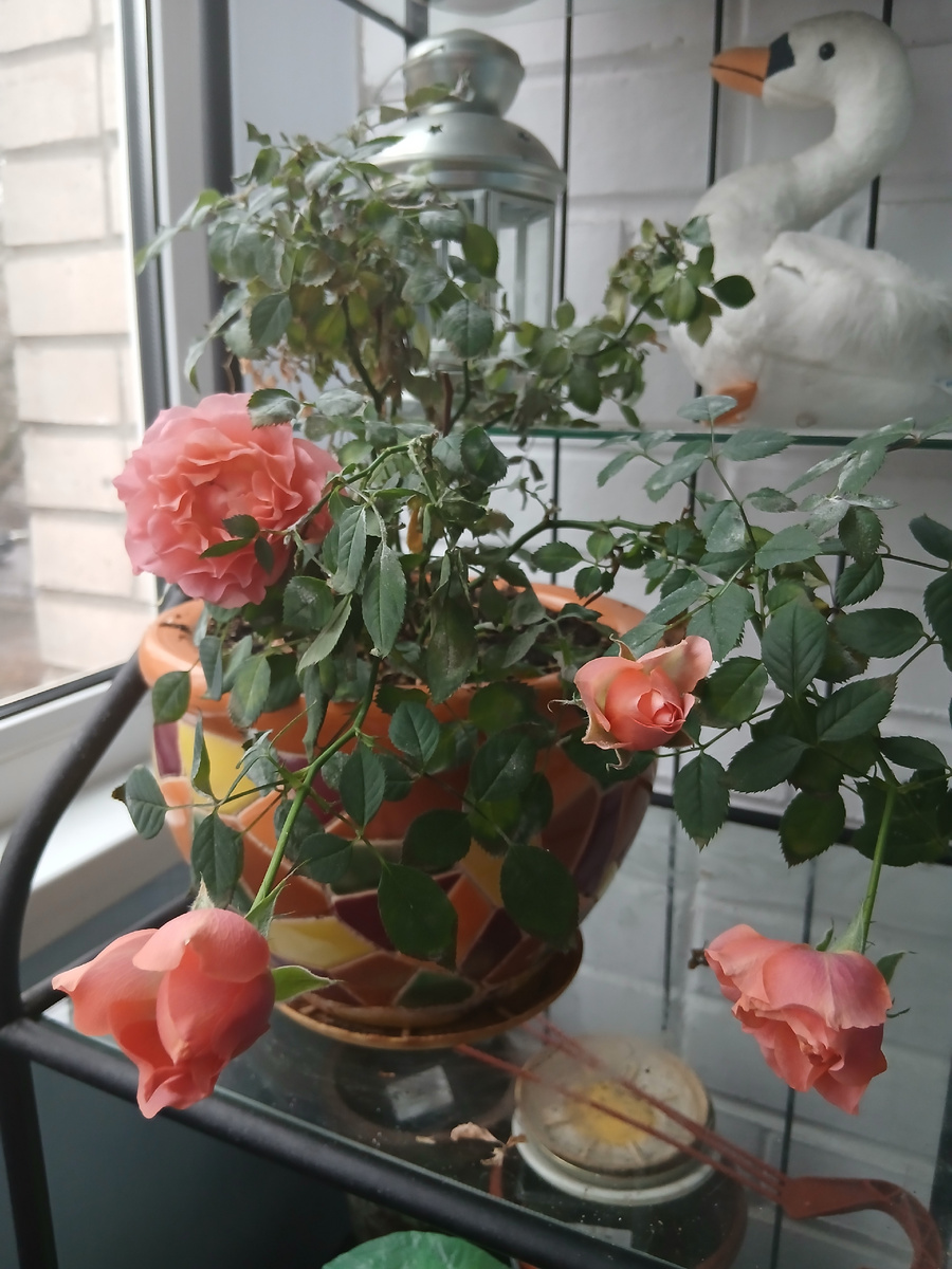 Эту розу мне подарила коллега Анна, тоже преподаватель английского языка