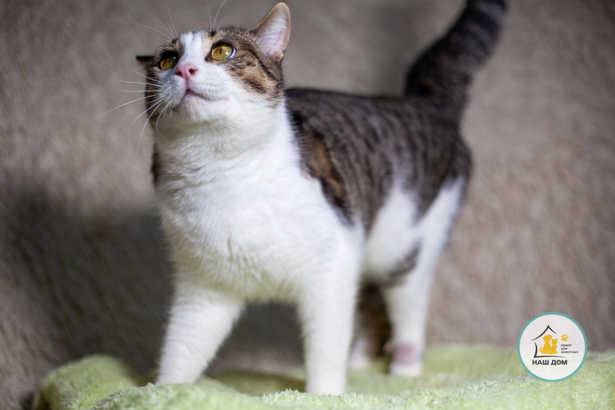 Кот Самокат ищет, куда бы возбраться. Фото: приют «Наш дом» / предоставлено для публикации hornews.com