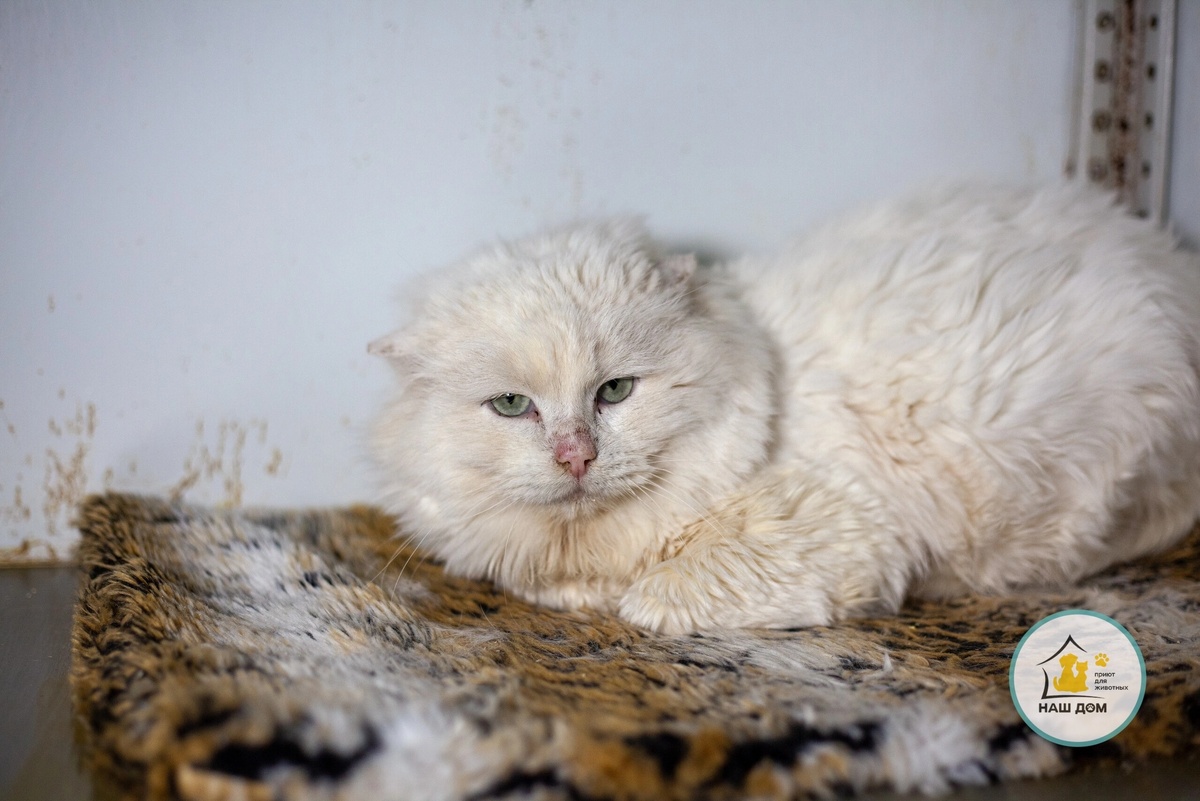 Это кот Сырок, и вы можете его приютить. Фото: приют «Наш дом» / предоставлено для публикации hornews.com