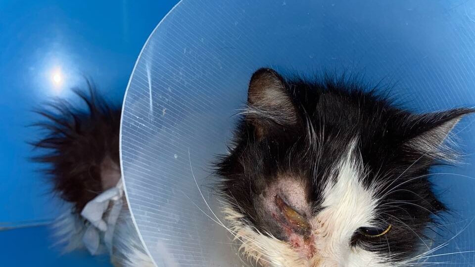 Сейчас у нас 3 кошки в стационаре в тяжелом состоянии. Давайте проведем День Стольника на оплату счетов 🙏🏻