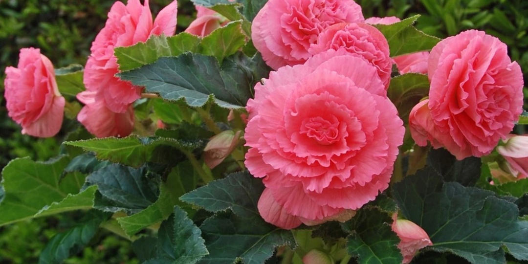 Низкорослые цветы на передний план клумб: подборка звезд цветников