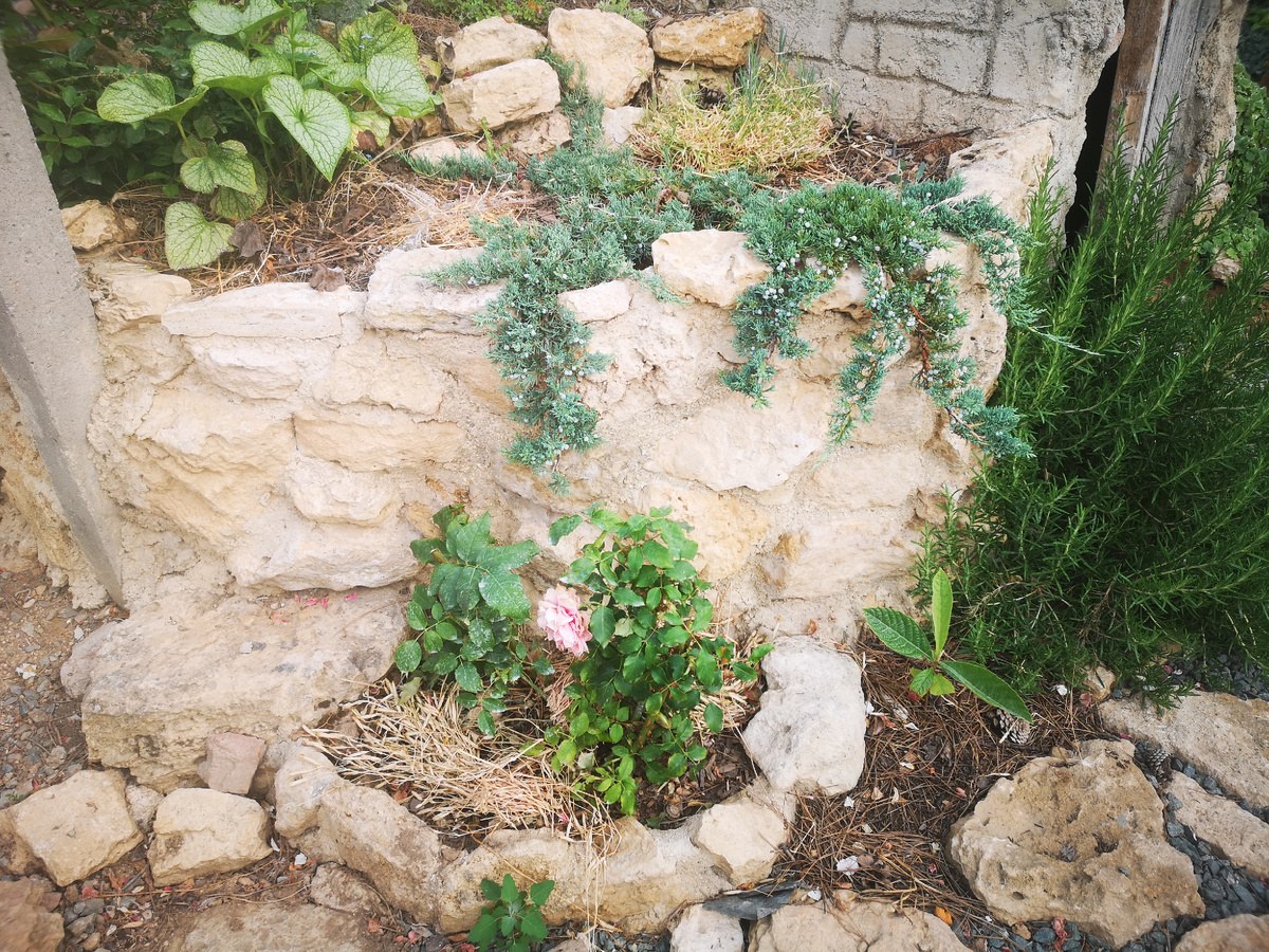 Можжевельник