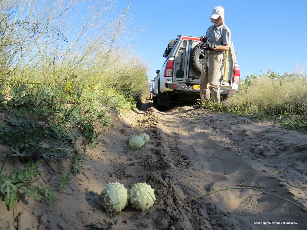 На дороге в Калахари...