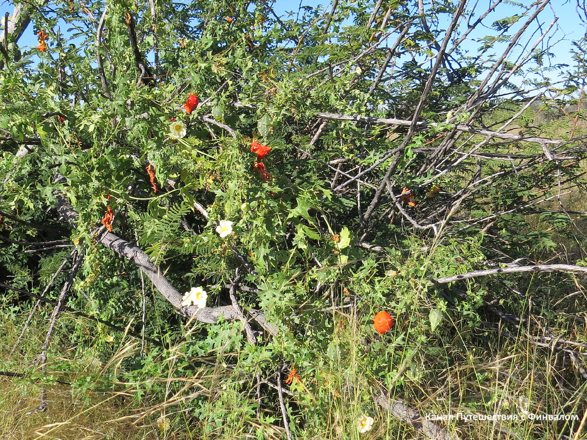 Момордика бальзамическая