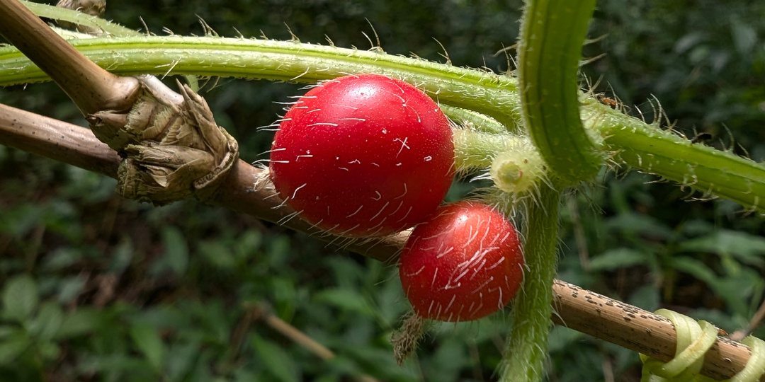 Огуречные диковинки среди африканского буша