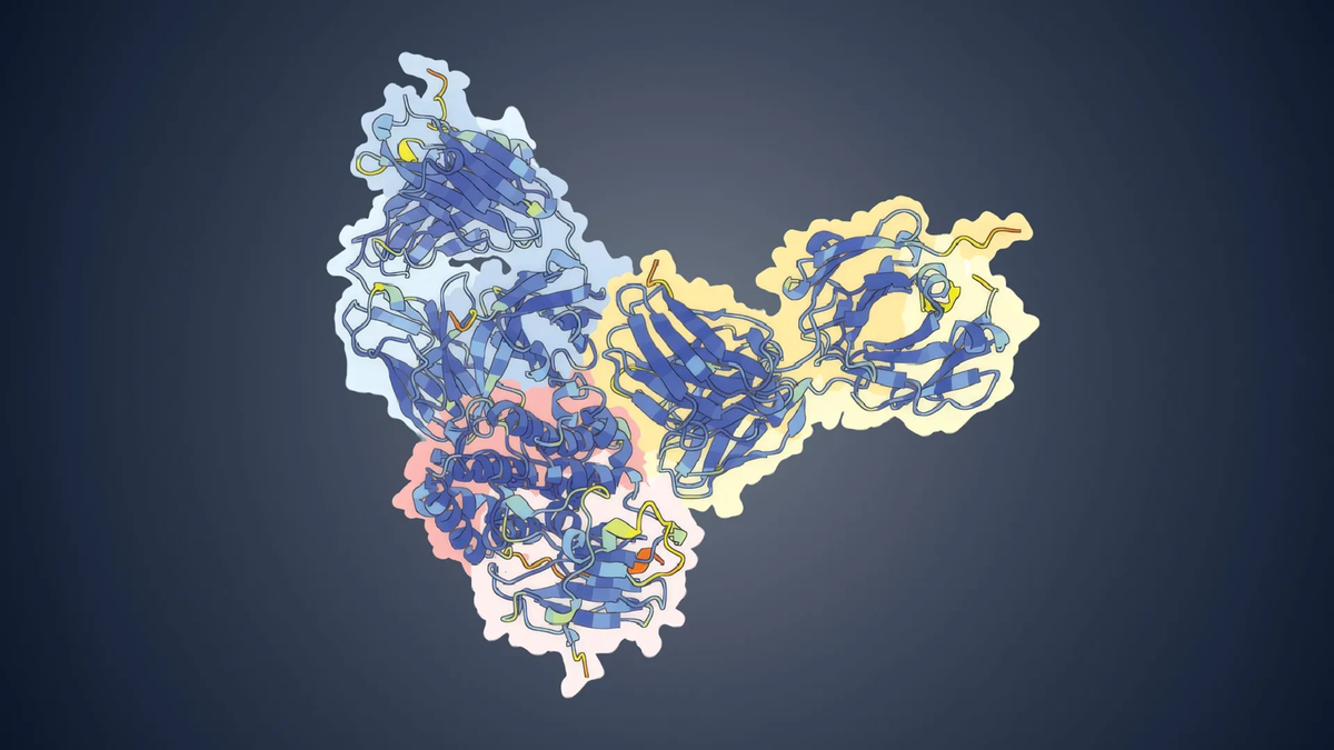    Структура поверхностного белка вируса оспы обезьян (MPXV OPG153, выделен розовым цветом) в комплексе с двумя нейтрализующими антителами: 08E11 (синий цвет) и 12I12 (желтый цвет).