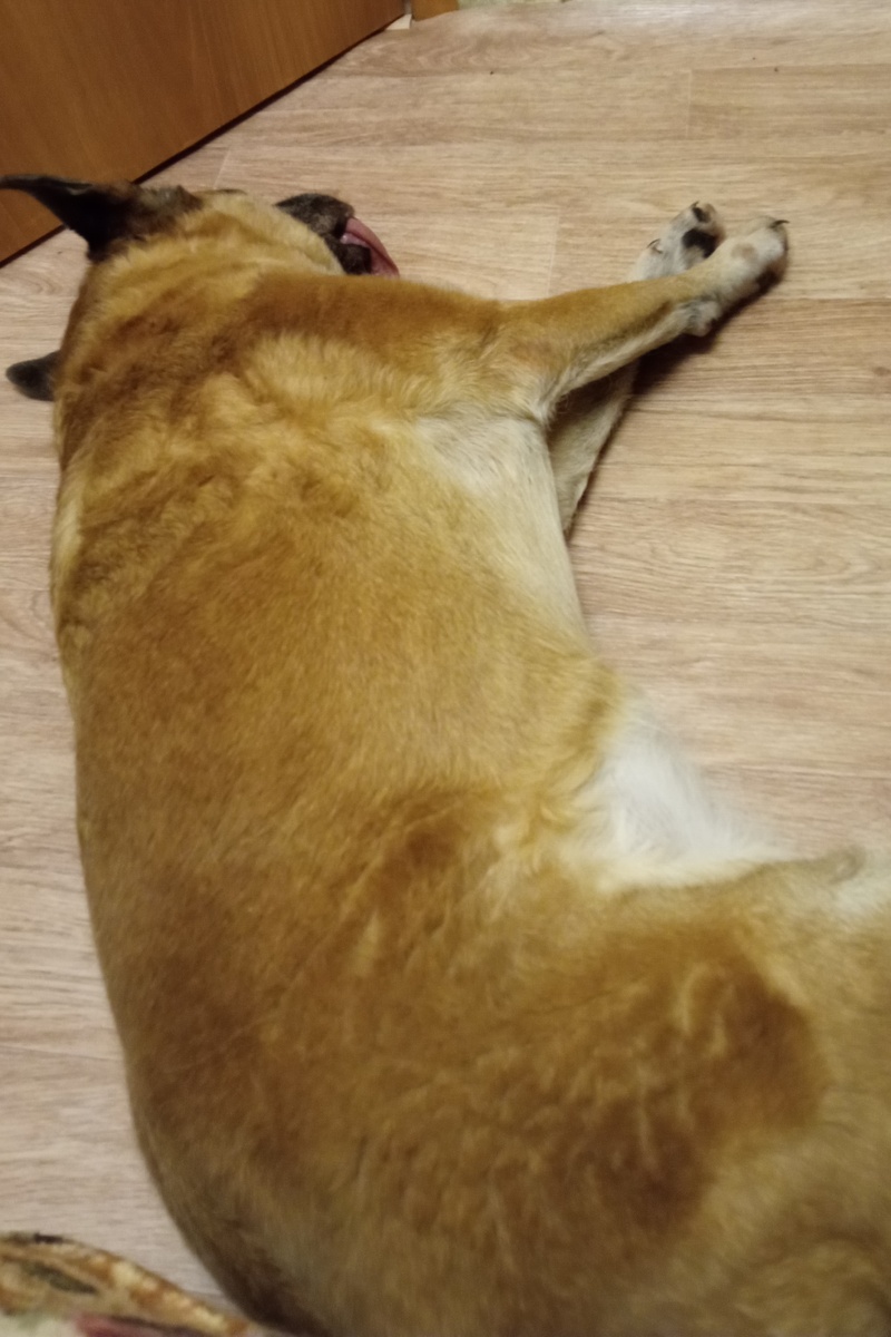 Собака моя любимая)) 