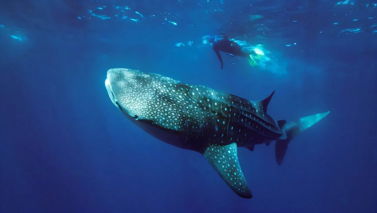 Китовая  акула и человек