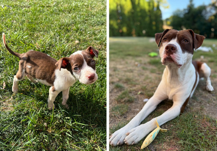 16 человек, подаривших бездомным животным шанс на счастливую судьбу