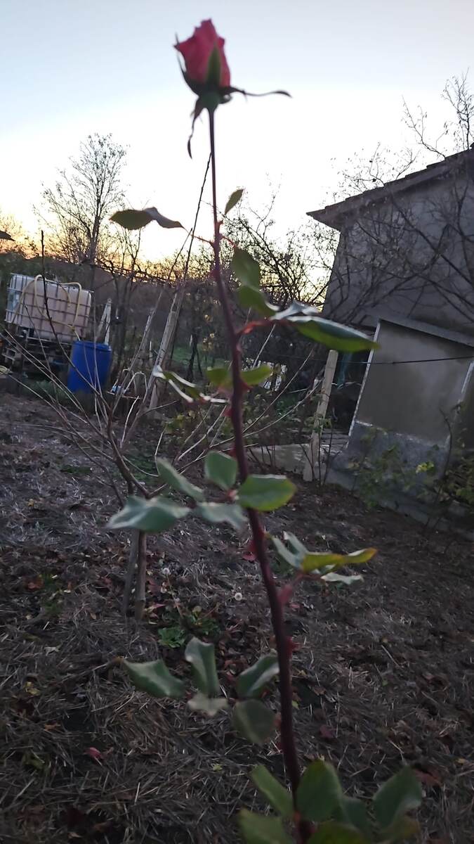 Прозрачность сада