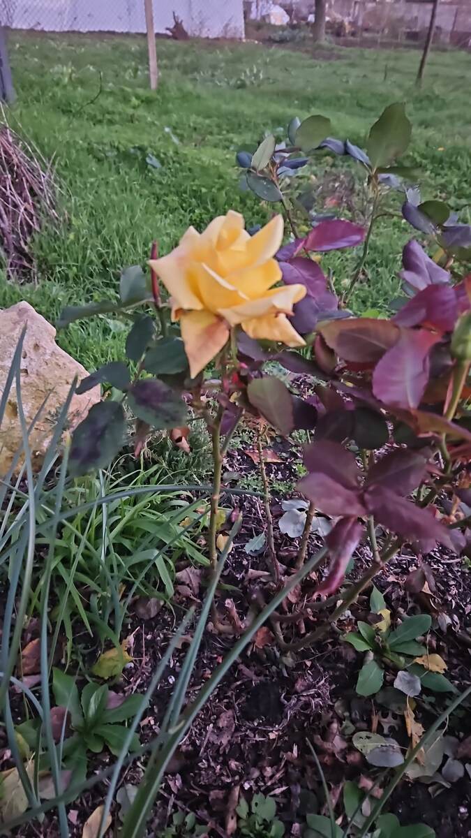 Зимние розы