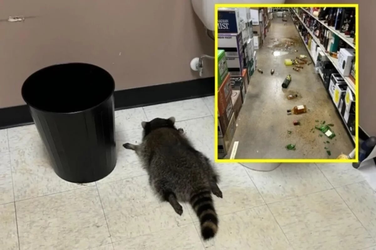    Устроивший погром в алкомаркете в США енот причастен к еще двум грабежам