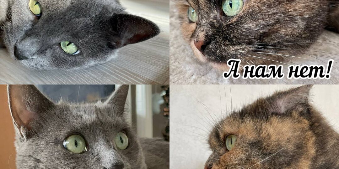 10 весёлых мемов про котиков, которые перепостят даже собачники