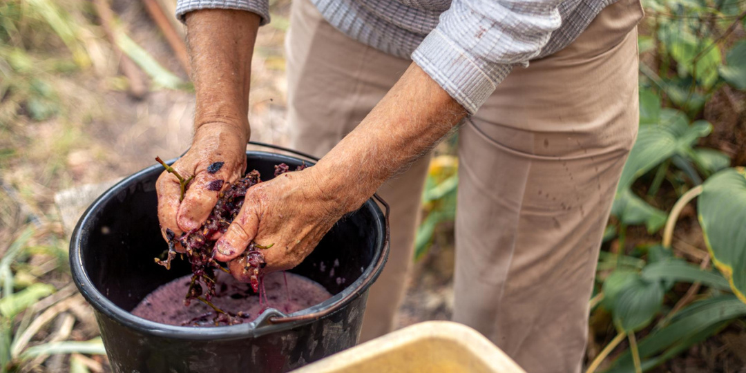 Сусло, муст и молодое вино: стадии до бутылки