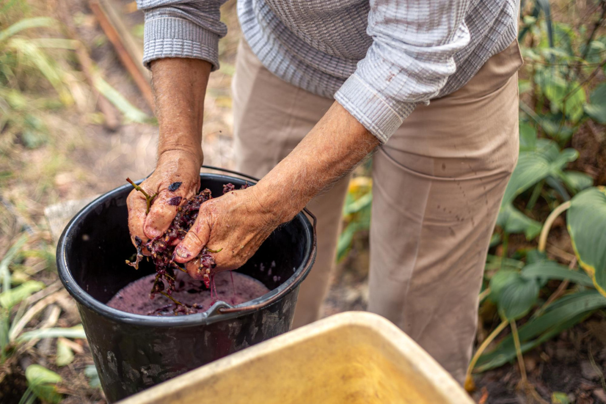 Какие стадии проходит вино, прежде чем стать законченным продуктом?