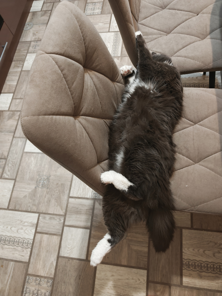 Фото автора канала. Котику мало одного стула.