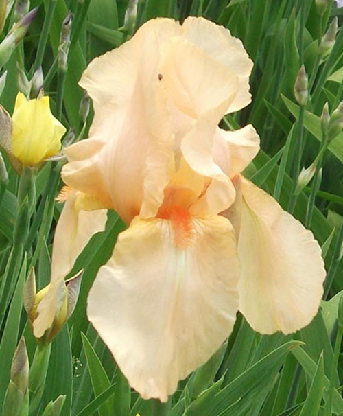 ирис Pink Empress (Пинк Импресс)