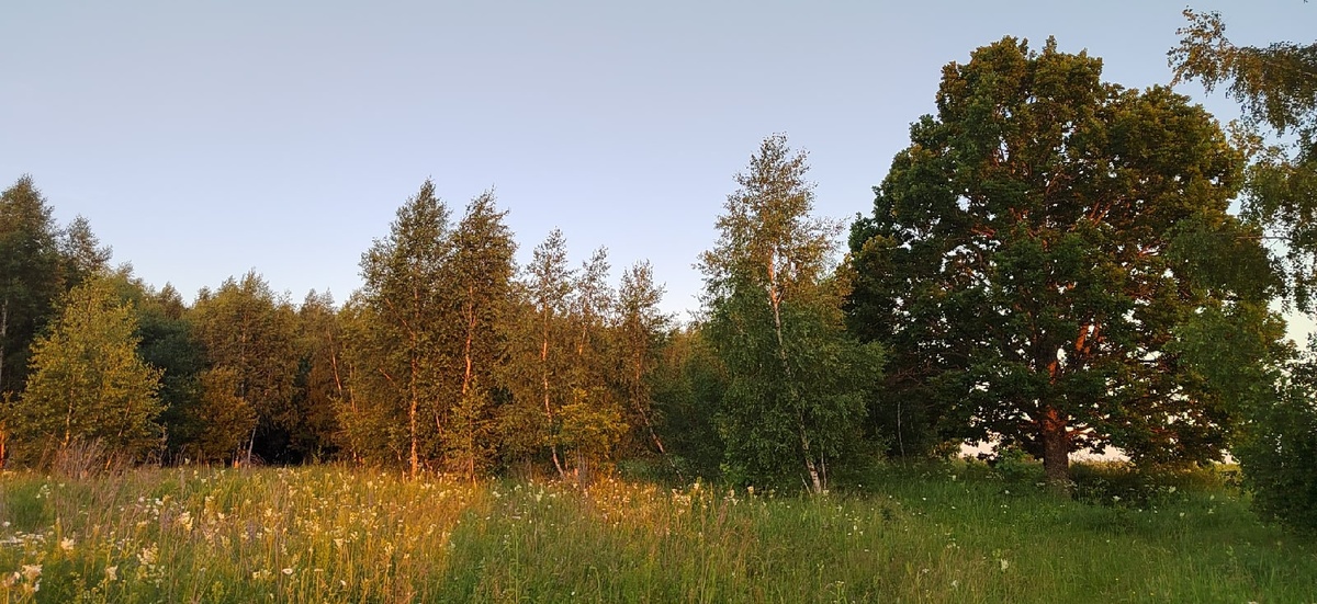 Лесное кружево. Тульская область.