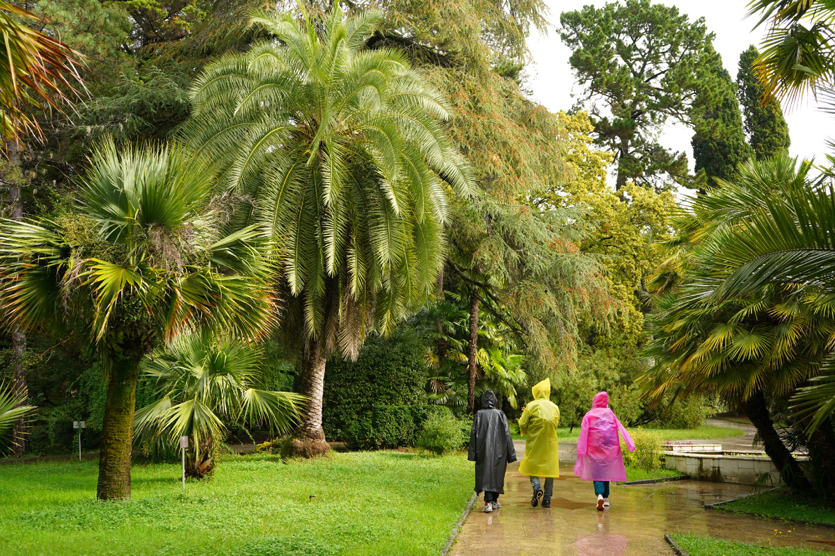 Пальмы в Дендрарии Сочи