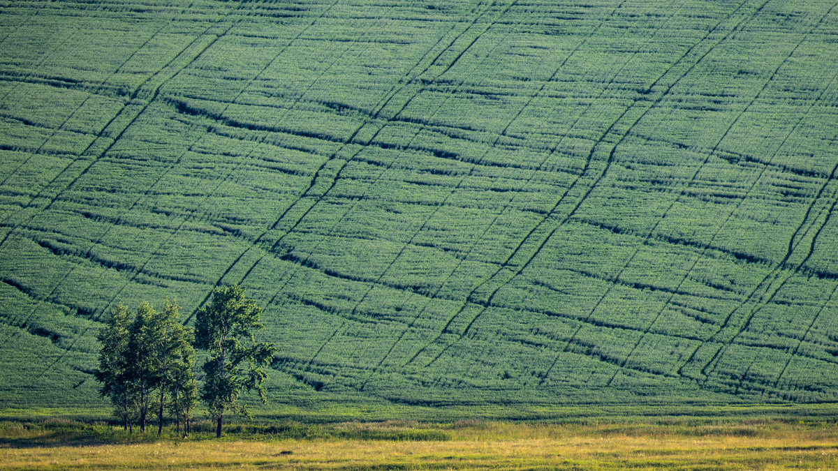 Березы на краю поля.