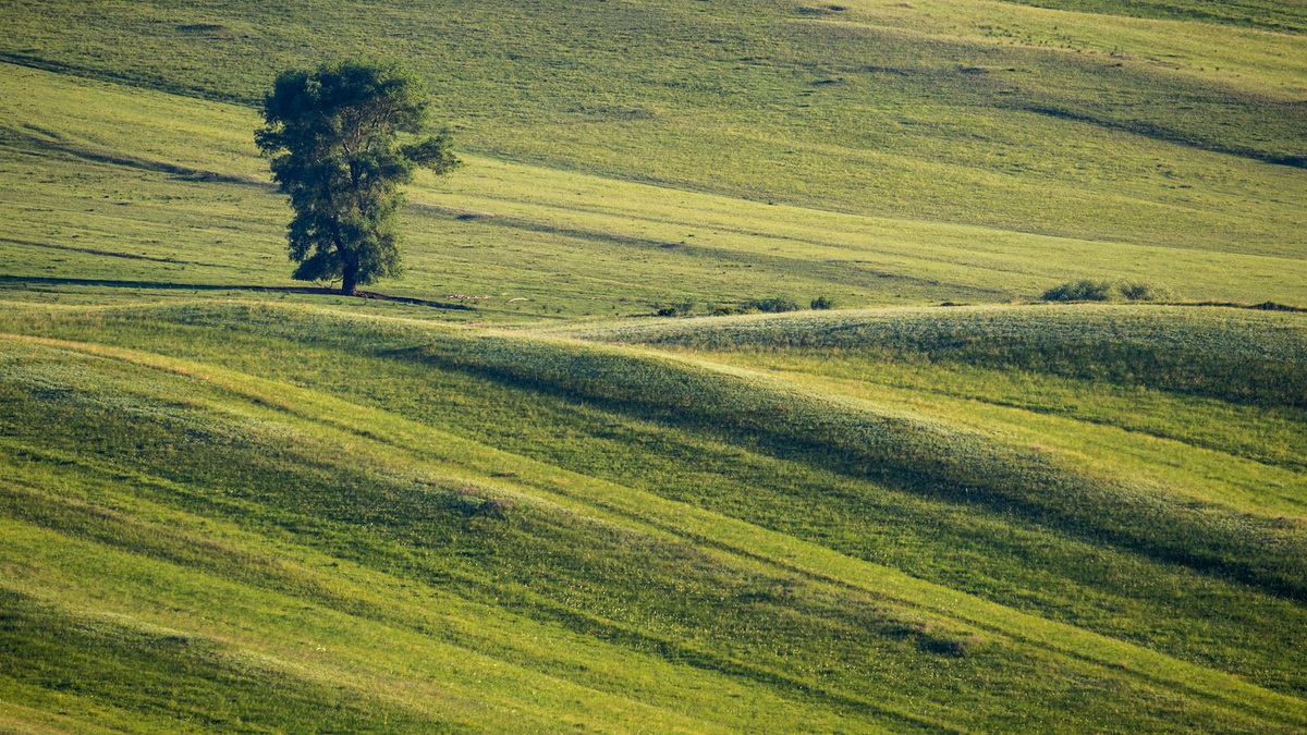 Дуб на лугу.