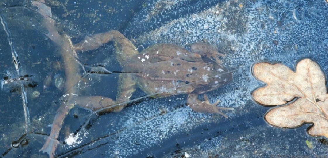 ВАСИЛИСА ПРЕКРАСНАЯ.. Лягушка, которая зимой вмёрзла в кусок льда. (Яндекс Картинки - botanichka.ru)