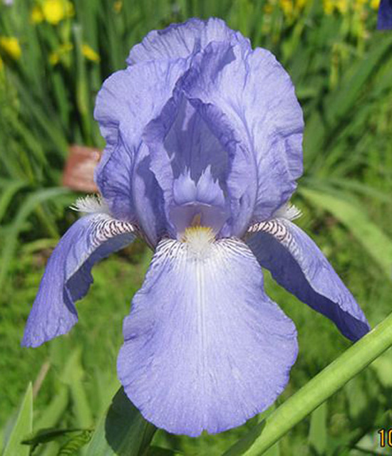 ирис Harbor Blue (Харбор Блю)