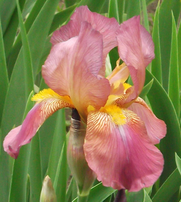 ирис Giant Rose (Джиант Роуз)