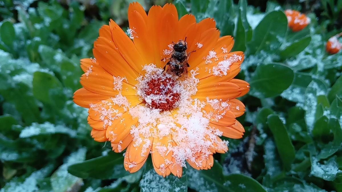 Первый снег на юге России🌴