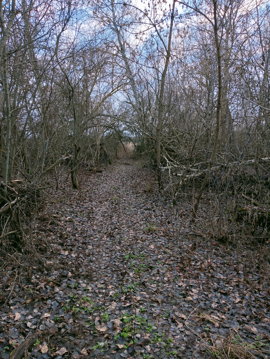 Лесная тропинка