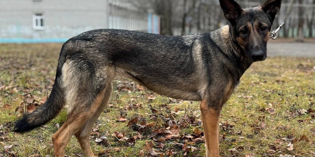 Бусинка: Сердце Овчарки, Ищущее Свой Дом! 🏡