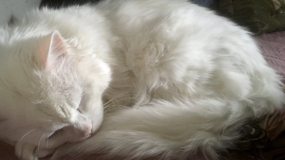 Умер кот Белый