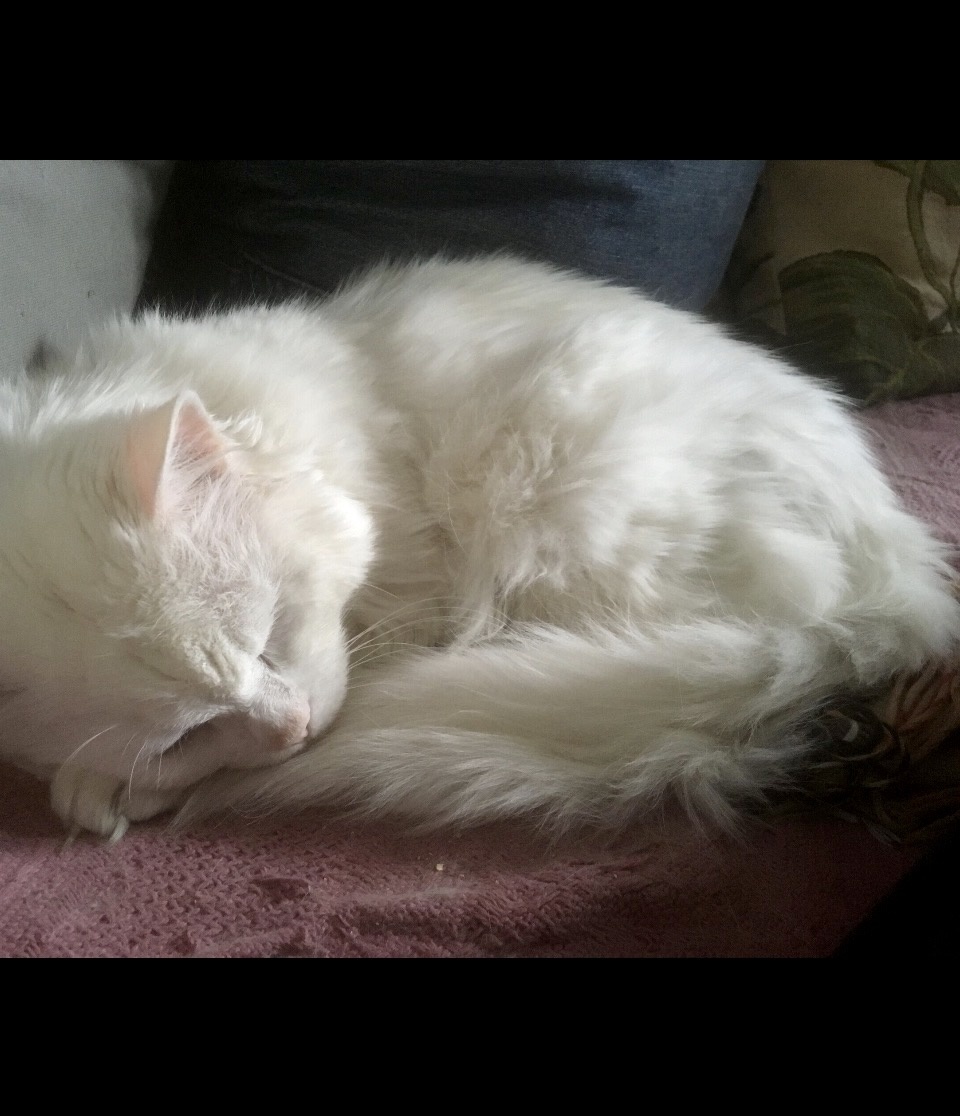 Белый в лучшие времена.