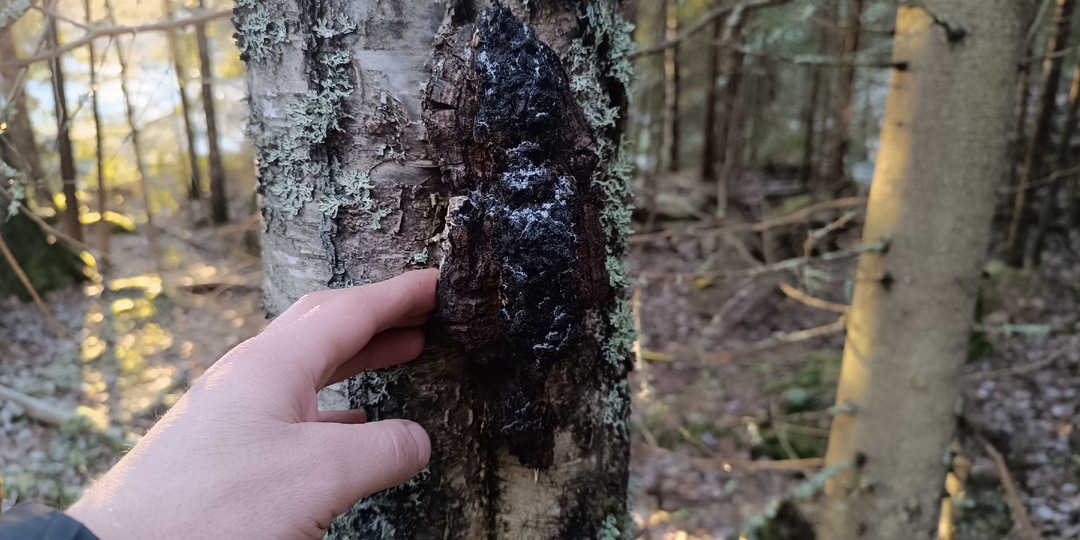 Китайцы скупают нашу чагу тоннами, а мы её варим «по старинке». Решил разобраться, кто прав: древние карелы или восточные мудрецы (Часть 1)