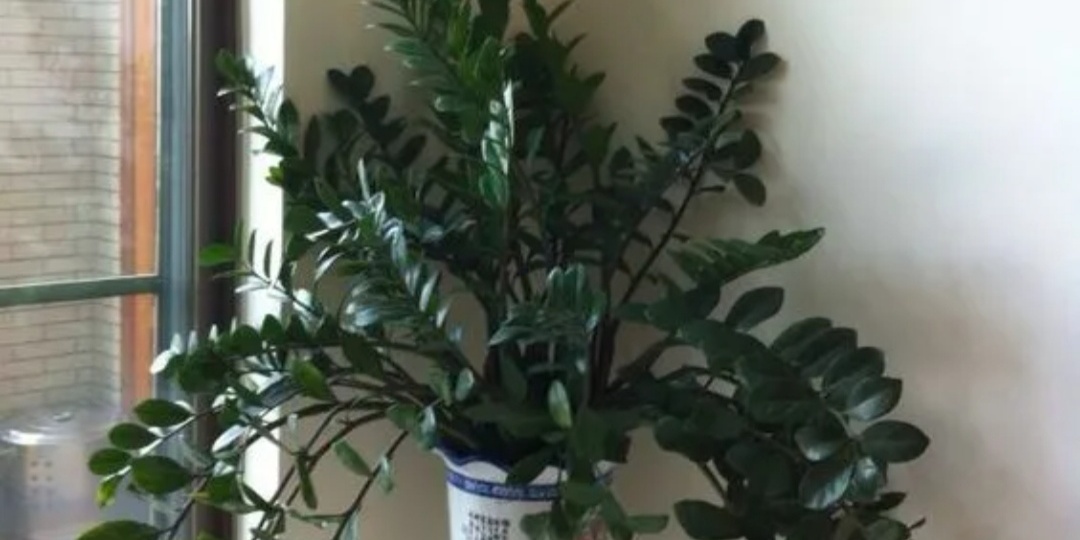 Прекрасное и малоуходное растение для дома. Замиокулькас. Выращивание и уход.