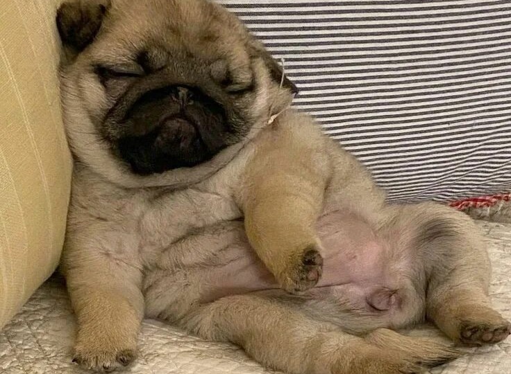 Ошибка лабораторных опытов?Как появились мопсы?