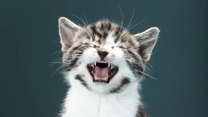    Фото: Martin Poole/DigitalVision/Getty Images